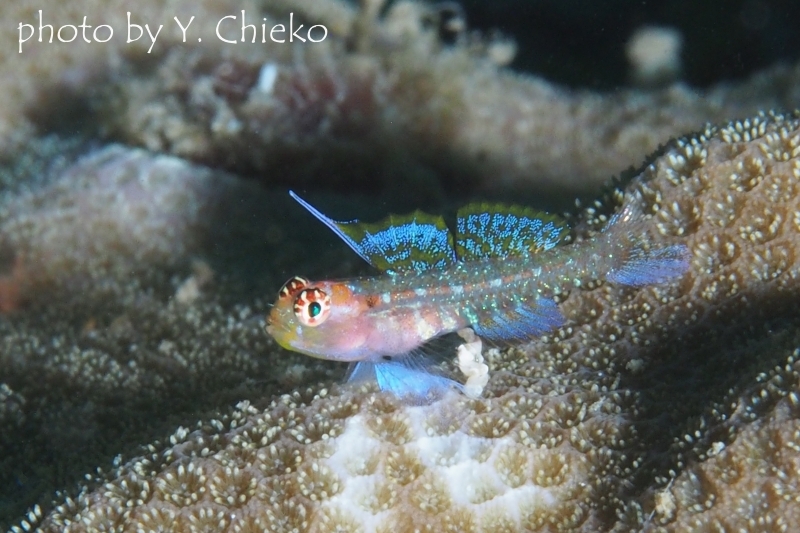 オオゴチョウイソハゼsp.