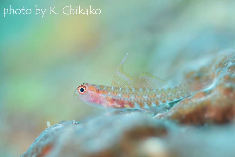 オオゴチョウイソハゼsp.