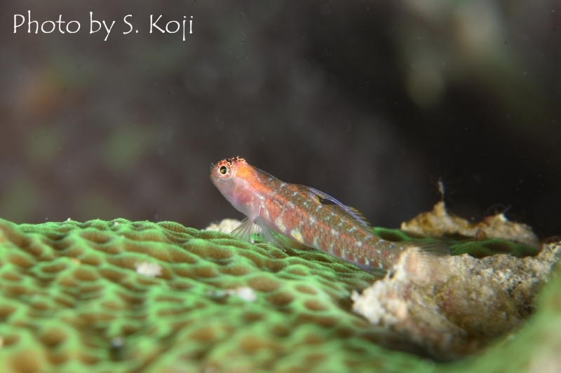 オオゴチョウイソハゼSp.