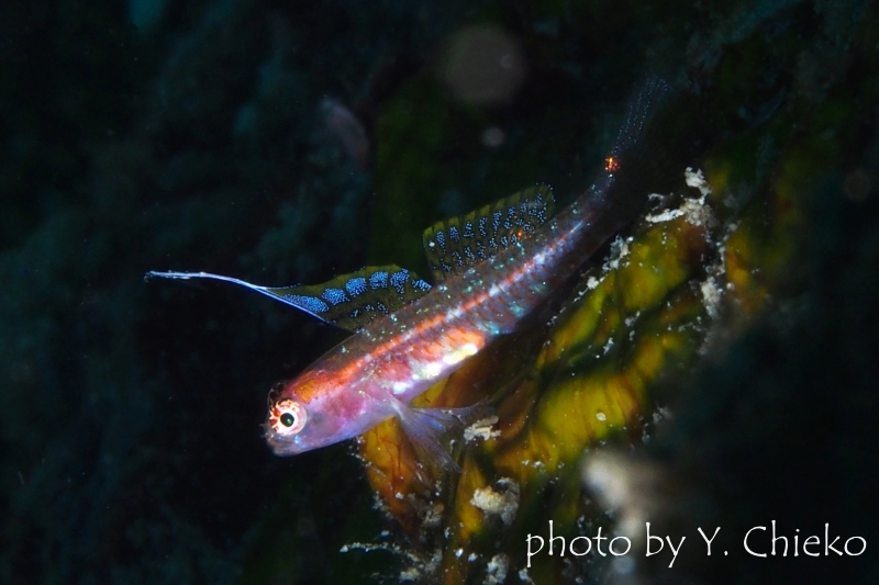 オオゴチョウイソハゼsp.