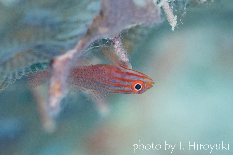 ストライプヘッドピグミーゴビー