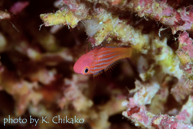 パジャマピグミーゴビー