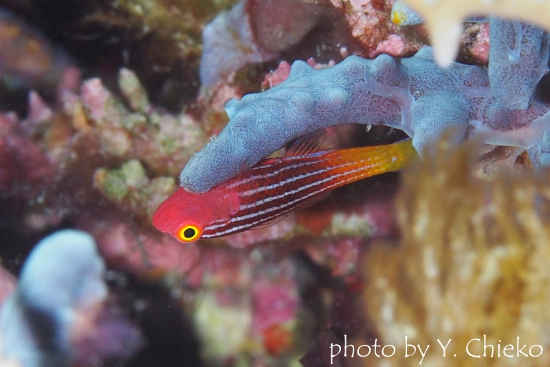 パジャマピグミーゴビー