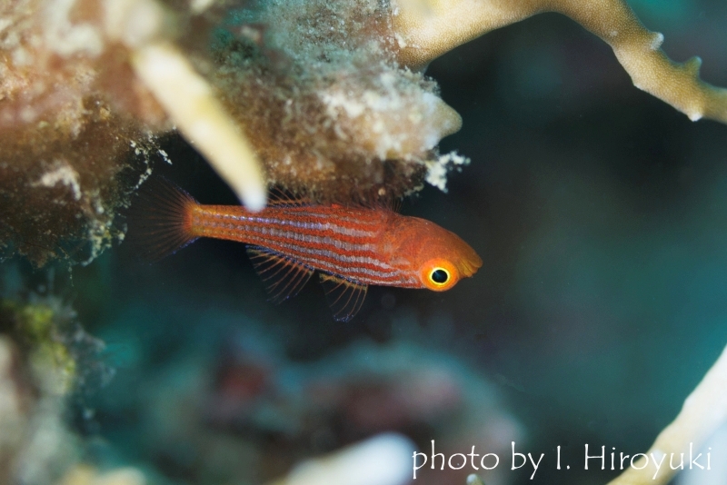 パジャマピグミーゴビー