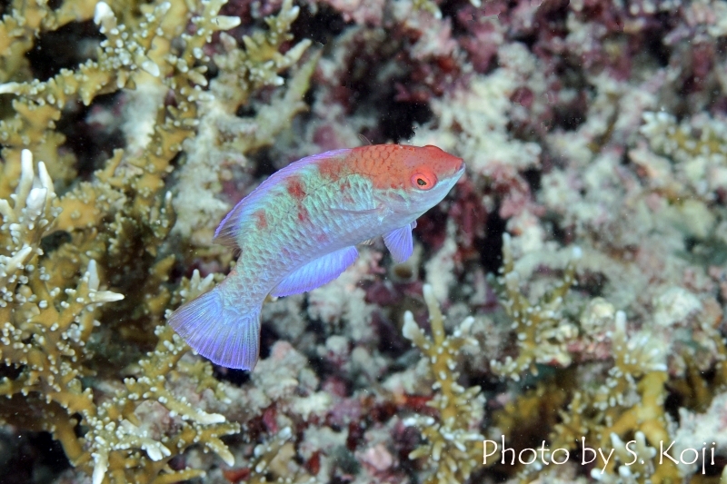 イエローフィンフェアリーラス