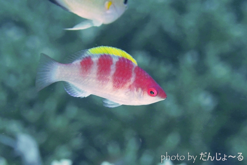 イエローフィンフェアリーラス