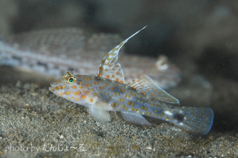 ハタタテサンカクハゼ