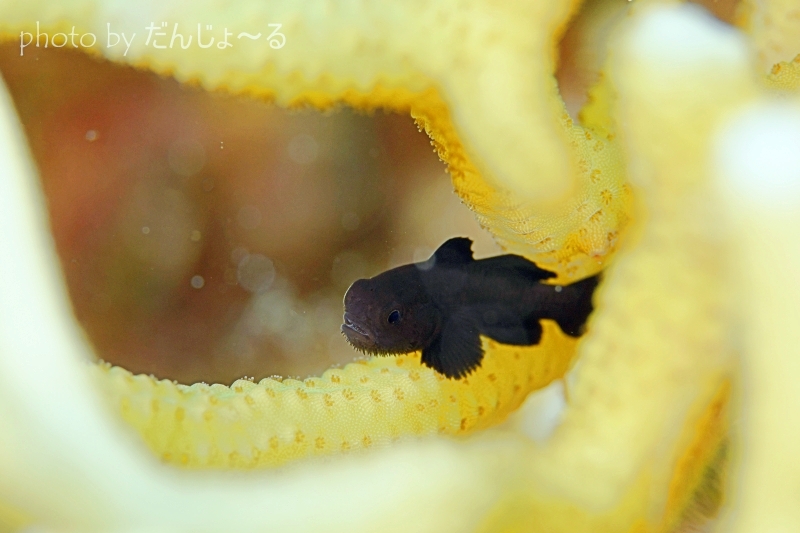 クロダルマハゼ