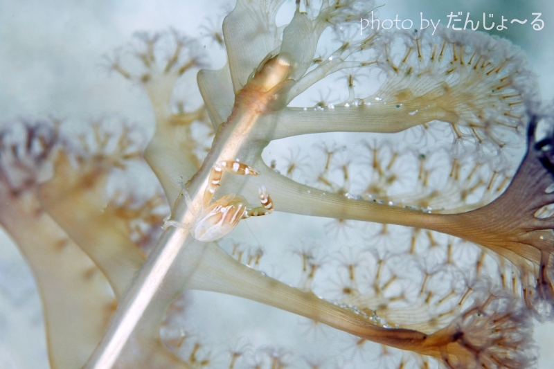 ウミエラカニダマシ