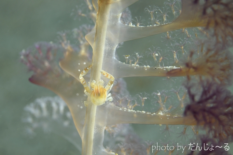 ウミエラカニダマシ