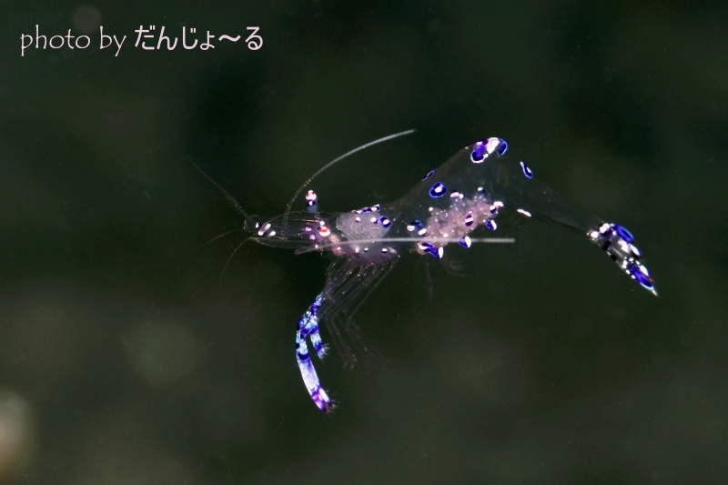 ナデシコカクレエビ