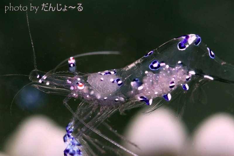 ナデシコカクレエビ卵とその素