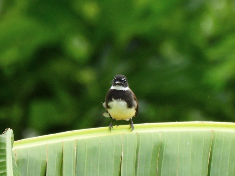 ムナオビオウギビタキ
