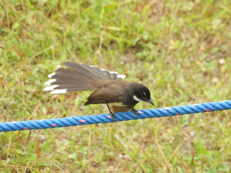 ムナオビオウギビタキ