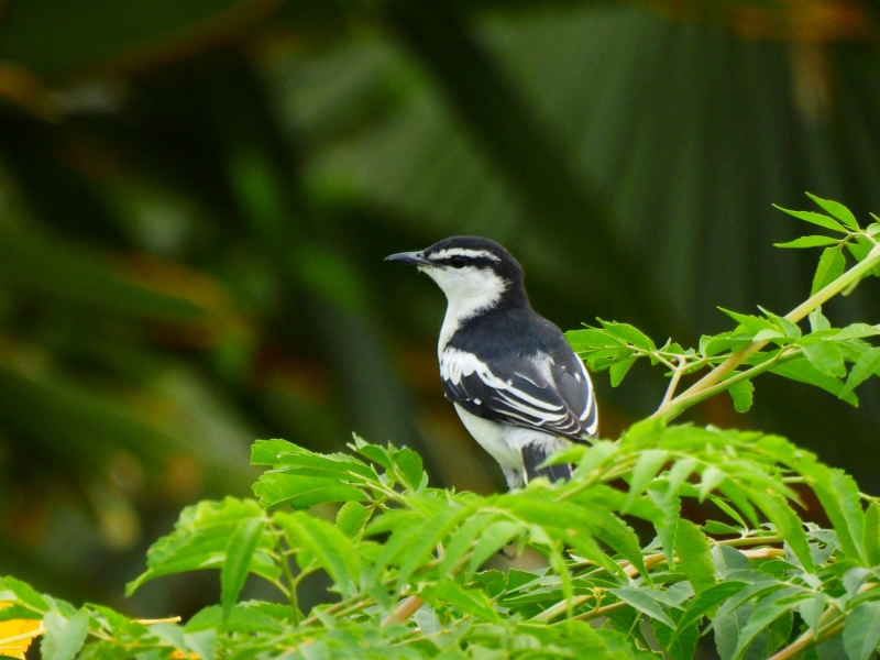 マダラナキサンショウクイ