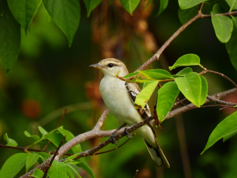 マダラナキサンショウクイのメス