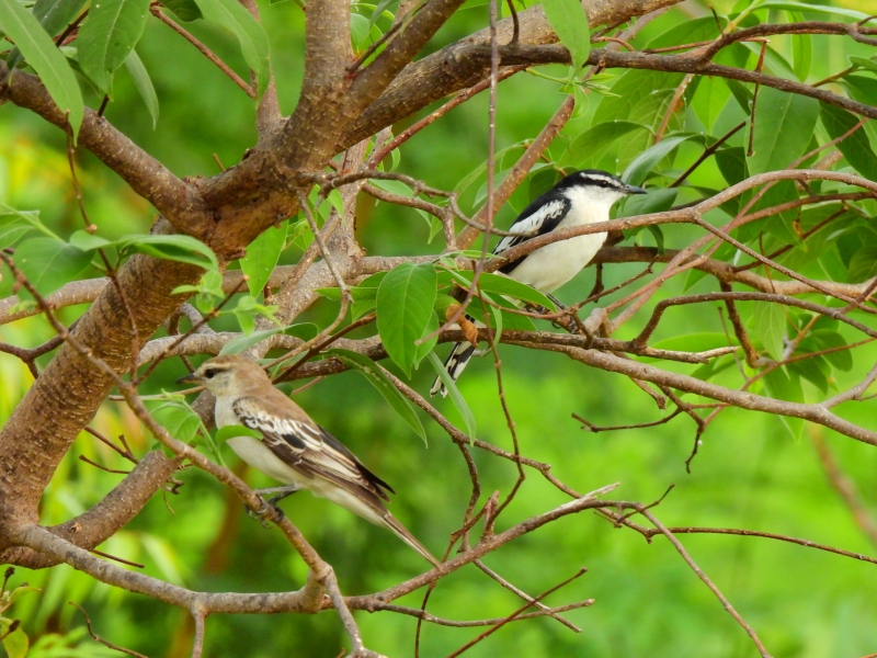 マダラナキサンショウクイのペア