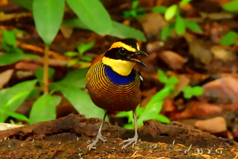 キマユシマヤイロチョウ