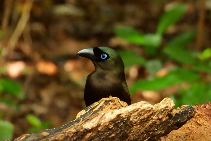 クロラケットオナガ