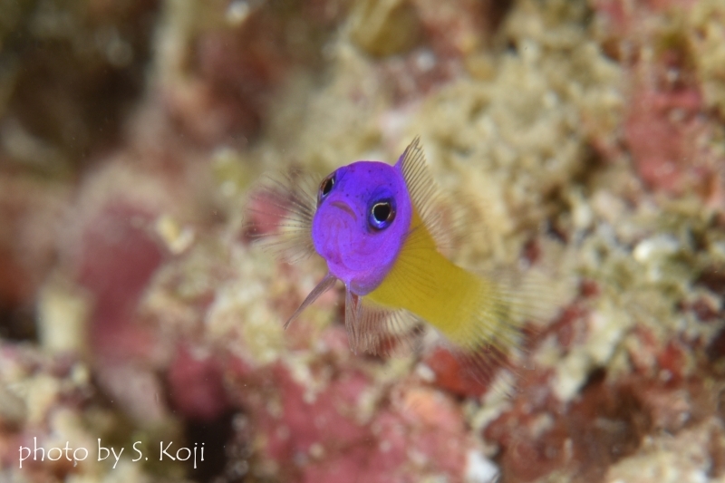 バイカラードドティーバック