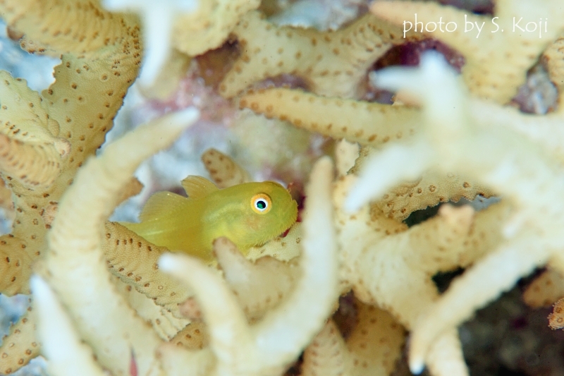 アカネダルマハゼ