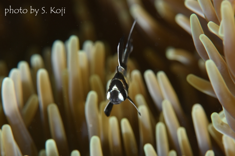 バンガイカーディナルフィッシュの幼魚
