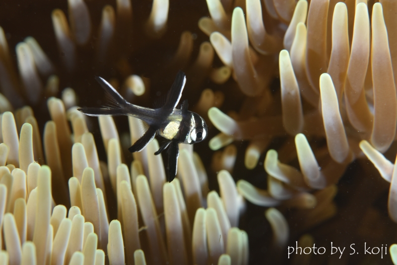 バンガイカーディナルフィッシュの幼魚