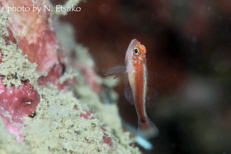 イエローストライプピグミーゴビー
