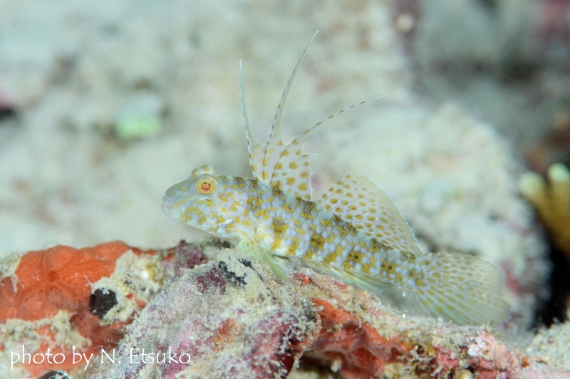 イトヒキインコハゼ