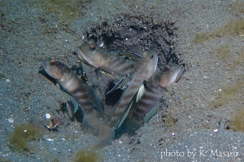 カスリハゼの集団
