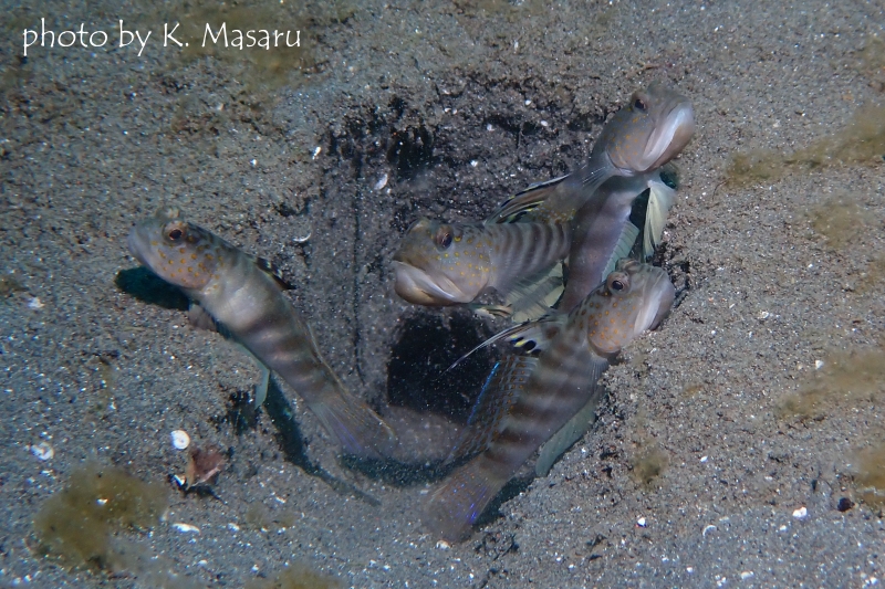 カスリハゼの集団