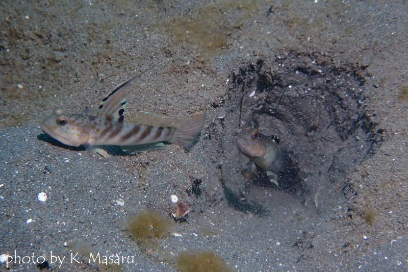 カスリハゼのペア