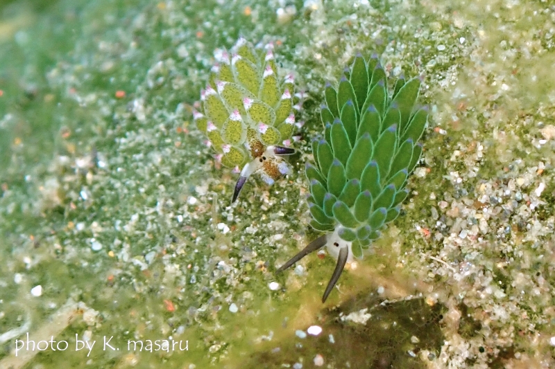 ホホベニモウミウシとクサイロモウミウシ