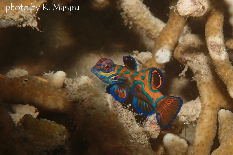 ニシキテグリのメス