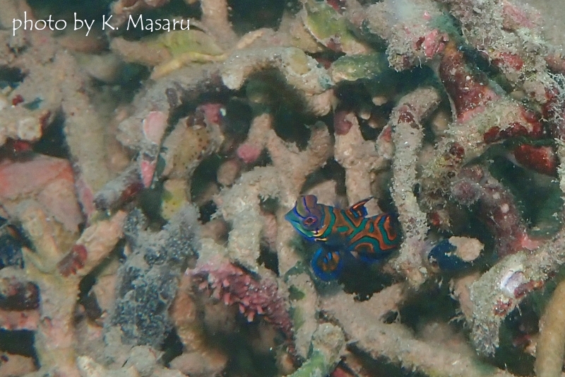 ニシキテグリのオス