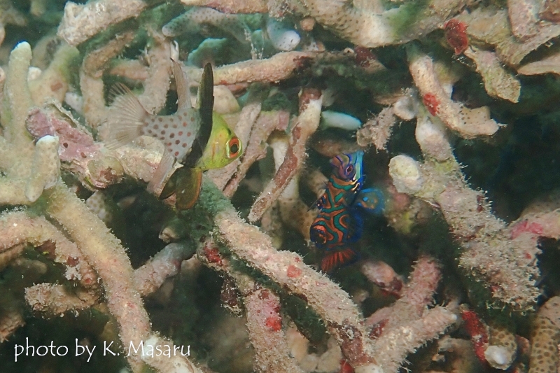 ニシキテグリとマンジュウイシモチ