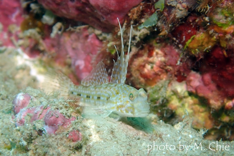 イトヒキインコハゼ