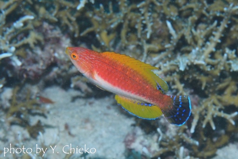 ウィップフィンラス