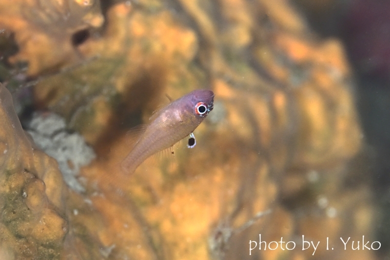 ブラックスポットドワーフゴビー