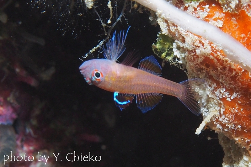 ブラックスポットドワーフゴビー