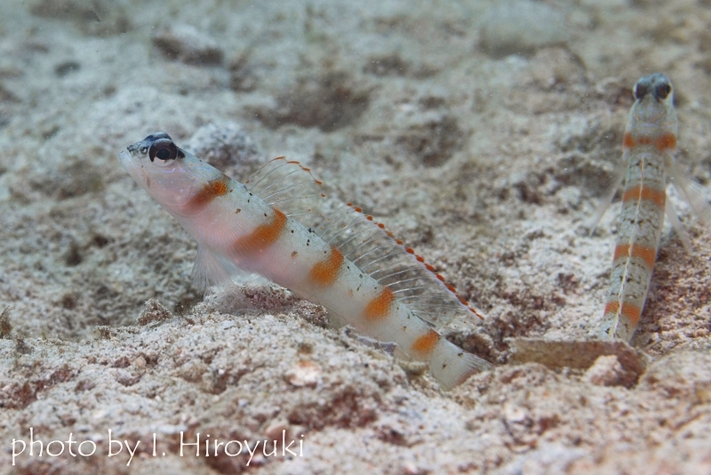 レッドマージンシュリンプゴビー