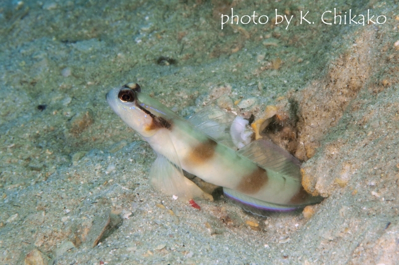 マスクドシュリンプゴビー