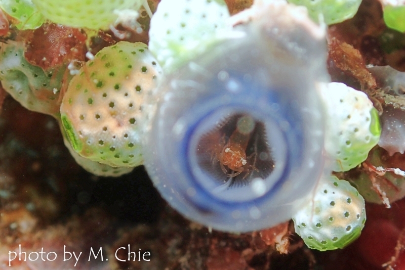 ホヤカクレエビの仲間