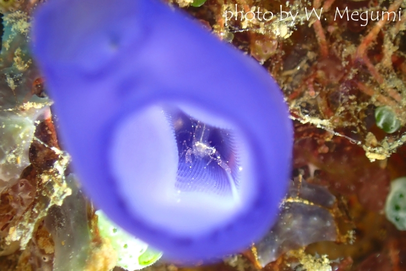 ホヤカクレエビの仲間