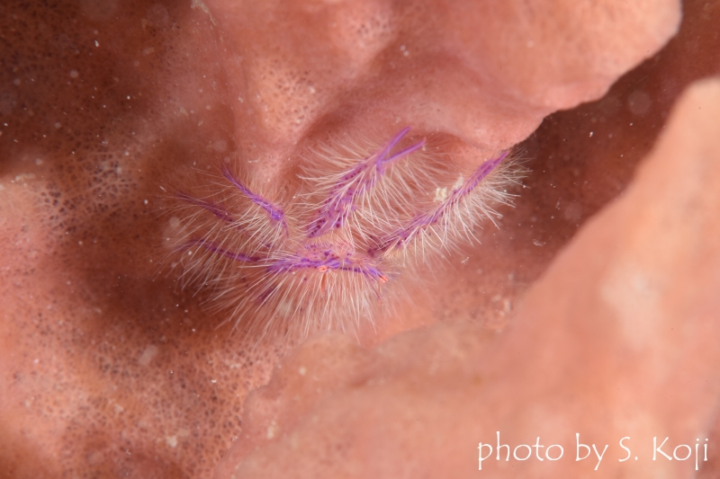 サクラコシオリエビ