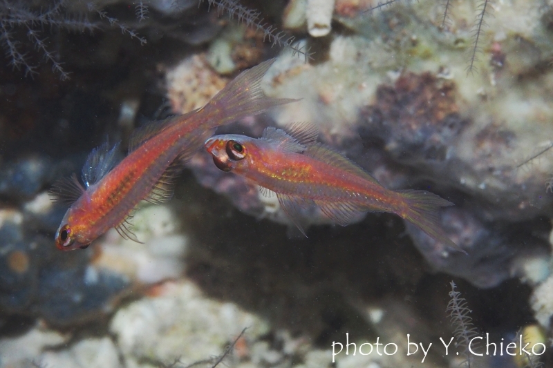 フォークテイルドワーフゴビー