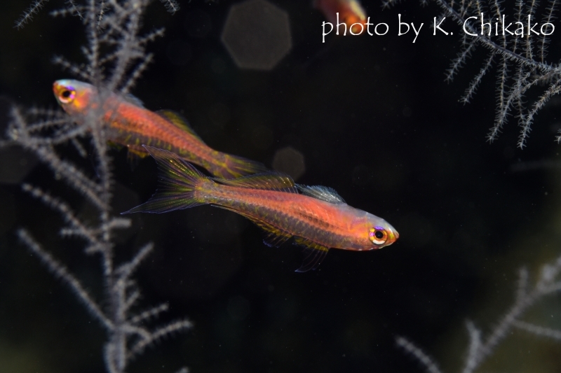 フォークテイルドワーフゴビー