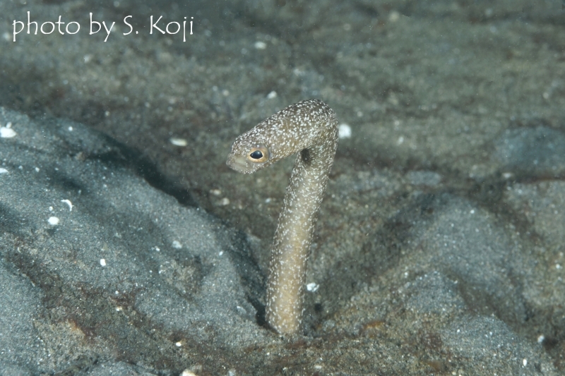 ペッパードガーデンイール