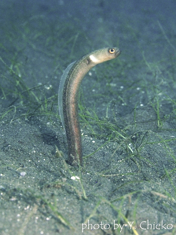 ブラックガーデンイール