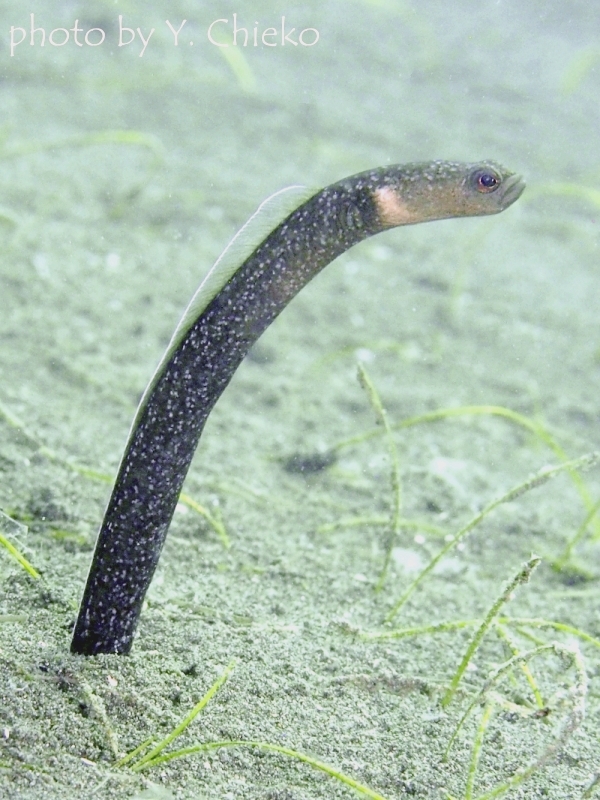 ブラックガーデンイール?